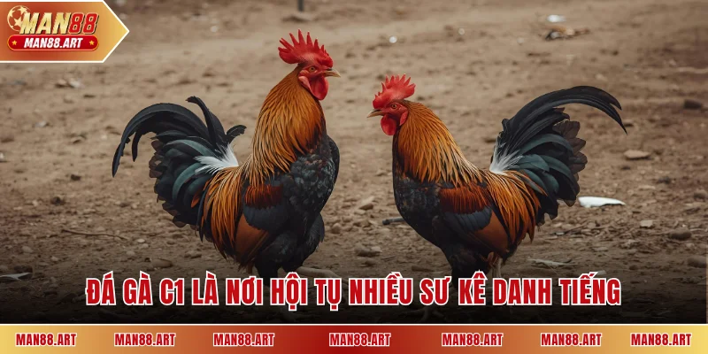 Đá gà C1 là nơi hội tụ nhiều sư kê danh tiếng