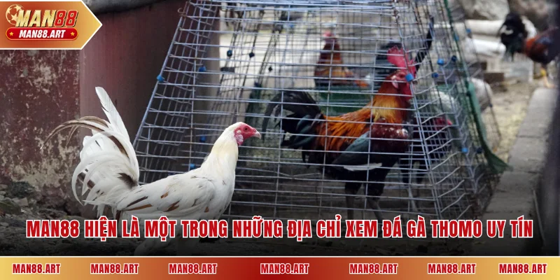 MAN88 hiện là một trong những địa chỉ xem đá gà Thomo uy tín
